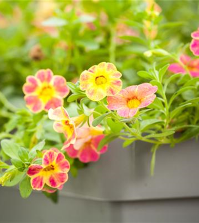 Sommerblumen düngen – Wachstumsschub für Sonnenanbeter