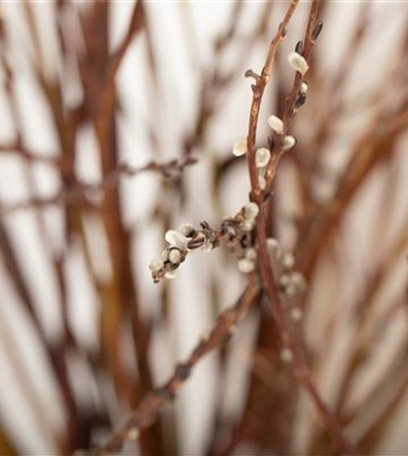 Auf Biegen und Brechen: Einen Weidenzaun bauen