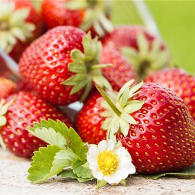 Die Beere, die keine ist: Alles über die Erdbeere Die Beere, die keine ist: Alles über die Erdbeere