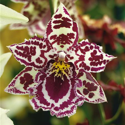 Beallara Beallara
