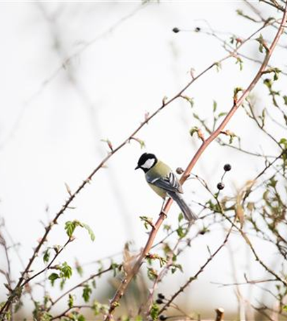 Fettfutter für Vögel herstellen – Reserven für den Winter