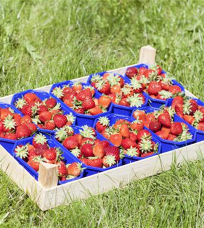 Die Beere, die keine ist: Alles über die Erdbeere