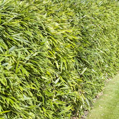 Bambus – asiatisches Riesengras mit exotischem Charme