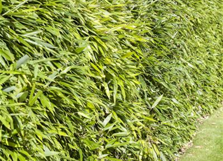 Bambus – asiatisches Riesengras mit exotischem Charme Bambus – asiatisches Riesengras mit exotischem Charme