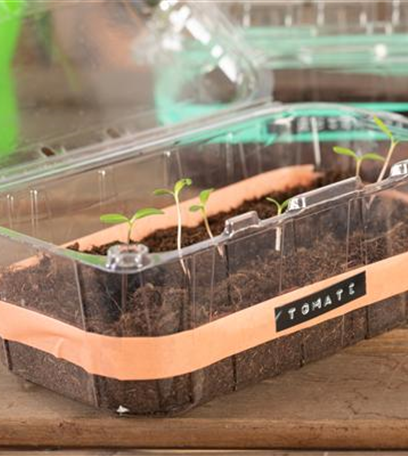 Frühzeitige Ernte mit einem Zimmergewächshaus