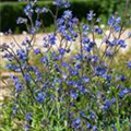 Anchusa azurea