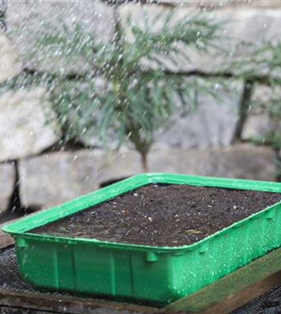 Frühzeitige Ernte mit einem Zimmergewächshaus