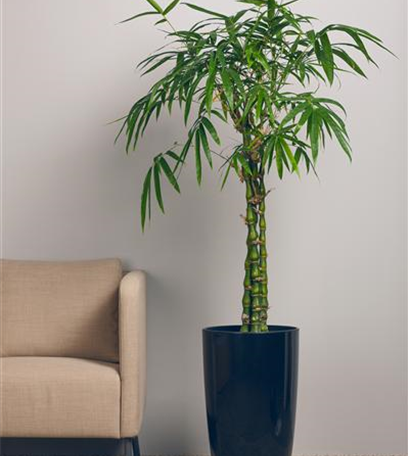 Bambus – asiatisches Riesengras mit exotischem Charme