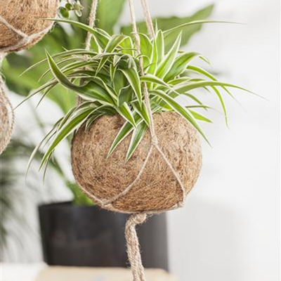 Die richtigen Grünpflanzen für zu Hause Die richtigen Grünpflanzen für zu Hause