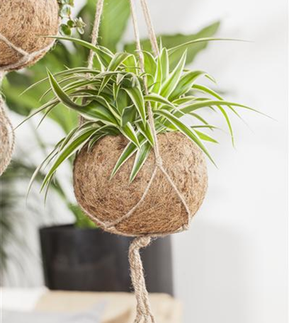 Die richtigen Grünpflanzen für zu Hause