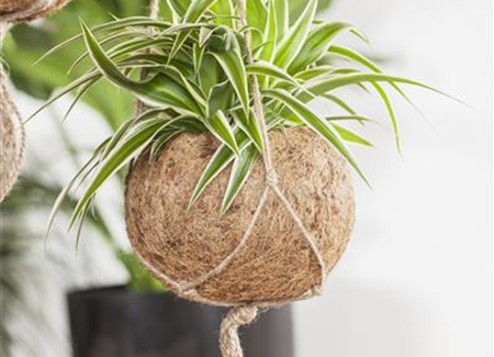 Die richtigen Grünpflanzen für zu Hause Die richtigen Grünpflanzen für zu Hause