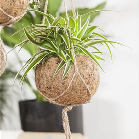 Die richtigen Grünpflanzen für zu Hause