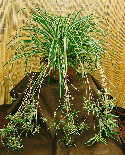 Chlorophytum comosum, Grnlilie