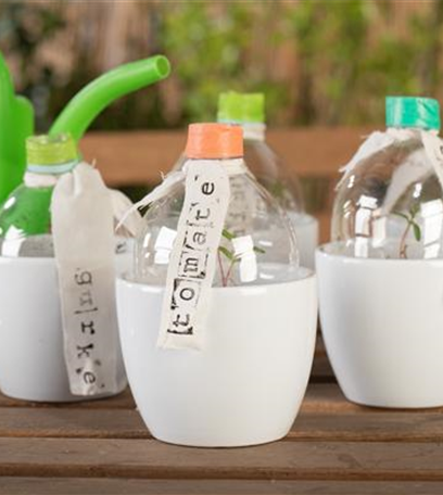 Frühzeitige Ernte mit einem Zimmergewächshaus