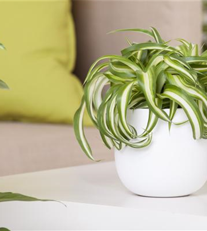 Die richtigen Grünpflanzen für zu Hause