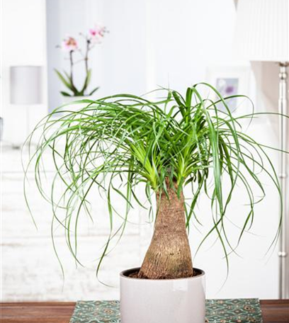 Die richtigen Grünpflanzen für zu Hause