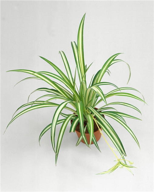 Chlorophytum comosum 'Ocean', Grnlilie 'Ocean'
