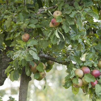 Vorschläge fürs Anpflanzen von Obst und Gemüse im Garten