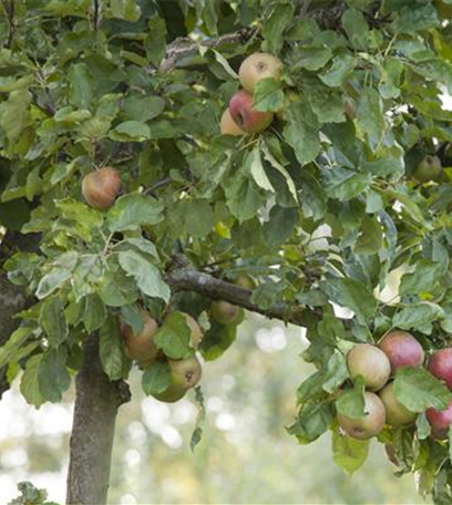 Vorschläge fürs Anpflanzen von Obst und Gemüse im Garten