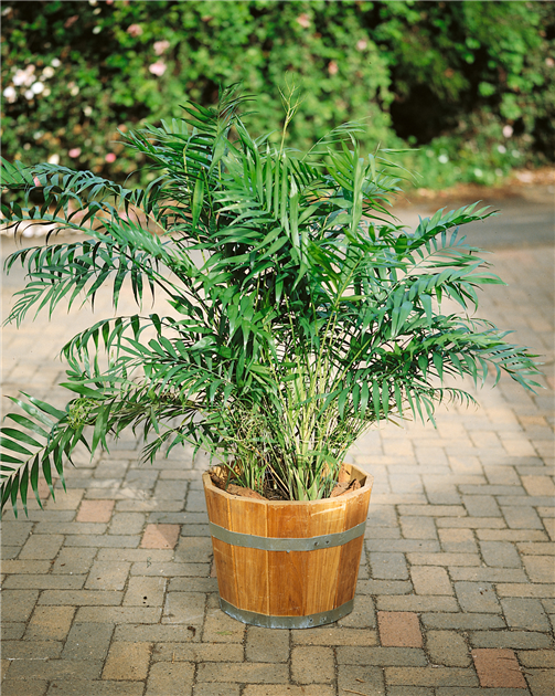 Chamaedorea elegans, Mexikanische Bergpalme