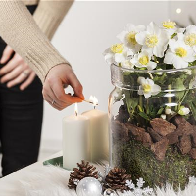 Christrosen als winterliche Tisch-Dekoration 