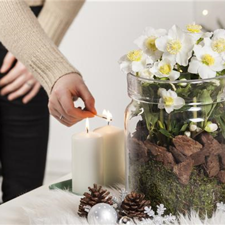 Christrosen als winterliche Tisch-Dekoration  Christrosen als winterliche Tisch-Dekoration