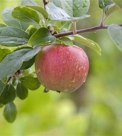 Vorschläge fürs Anpflanzen von Obst und Gemüse im Garten