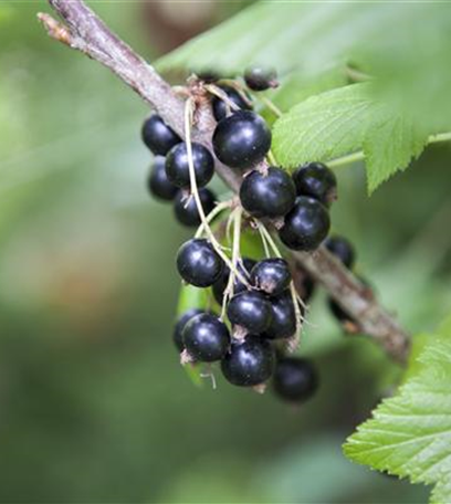 Vorschläge fürs Anpflanzen von Obst und Gemüse im Garten
