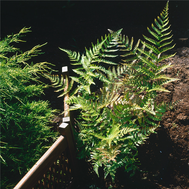 Dryopteris-erythrosora-1200x630-proportionalbiggest.webp
