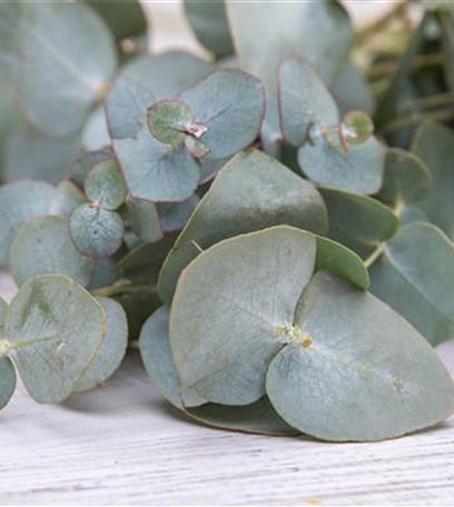 Christrosen als winterliche Tisch-Dekoration