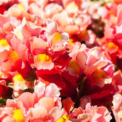 Ein Fest der Farben: Top 5 der Sommerblumen