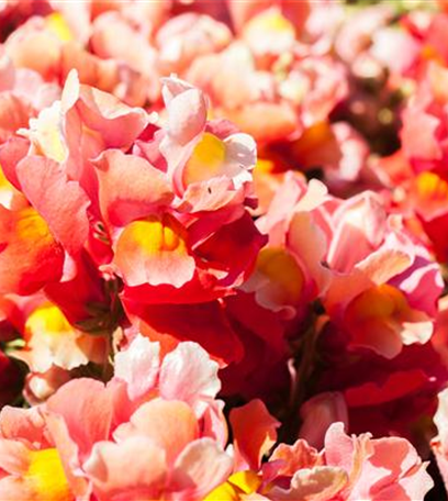 Ein Fest der Farben: Top 5 der Sommerblumen