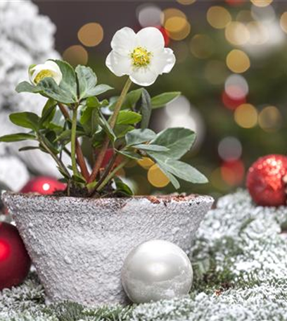 Christrosen pflegen – mit den Winterschönheiten durch den Advent