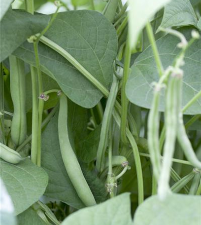 Gemüse aus eigenem Anbau