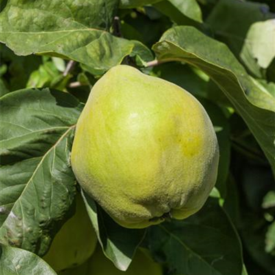 Quitte 'Portugiesische Birnenquitte'