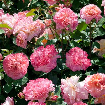 Edelrose 'Augusta Luise'® Edelrose 'Augusta Luise'®