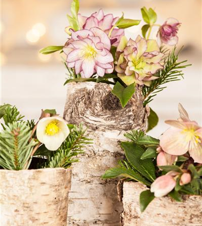 Christrosen als winterliche Tisch-Dekoration