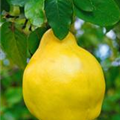 Cydonia oblonga 'Ingenheimer Riesenquitte'