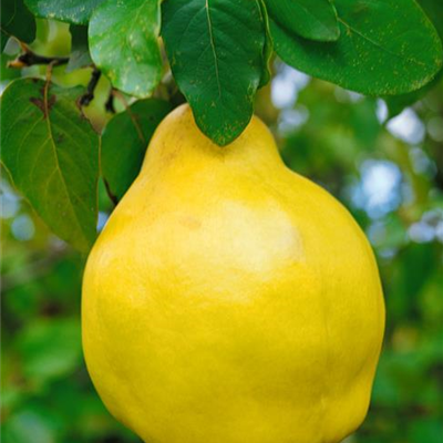 Quitte 'Ingenheimer Riesenquitte'