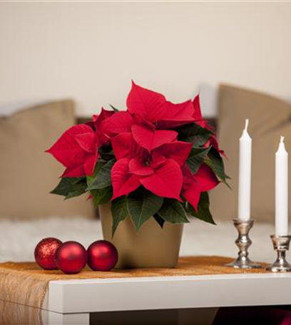 Weihnachtsstern – der Klassiker zum Fest!