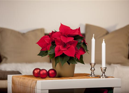 Weihnachtsstern – der Klassiker zum Fest! Weihnachtsstern – der Klassiker zum Fest!