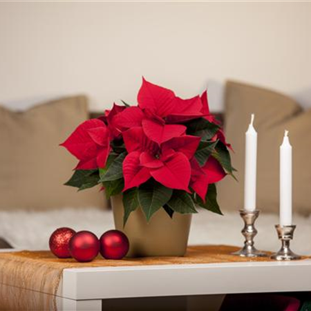 Advent – schöne Ideen für die Vorweihnachtszeit Advent – schöne Ideen für die Vorweihnachtszeit