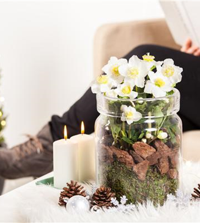 Christrosen pflegen – mit den Winterschönheiten durch den Advent