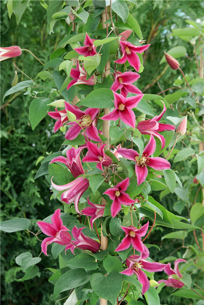 Clematis texensis 'Princess Diana', Texas-Waldrebe 'Princess Diana'