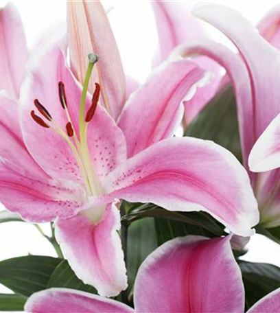 Ein Fest der Farben: Top 5 der Sommerblumen