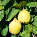 Cydonia oblonga 'Ludovic'
