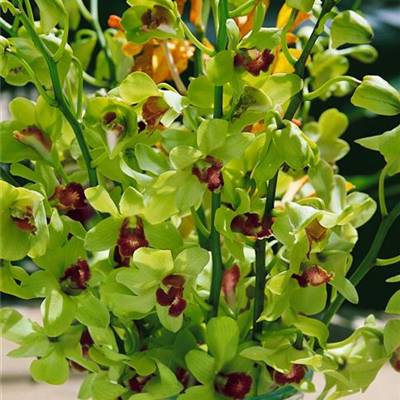 Phalaenopsisblütige Dendrobie 'Emma Green' Phalaenopsisblütige Dendrobie 'Emma Green'