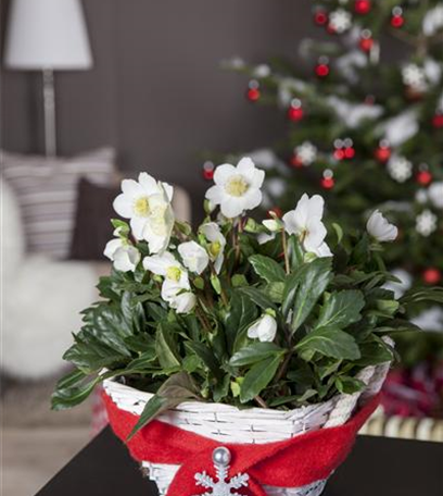 Christrosen pflegen – mit den Winterschönheiten durch den Advent