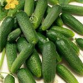 Cucumis sativus 'Adam'