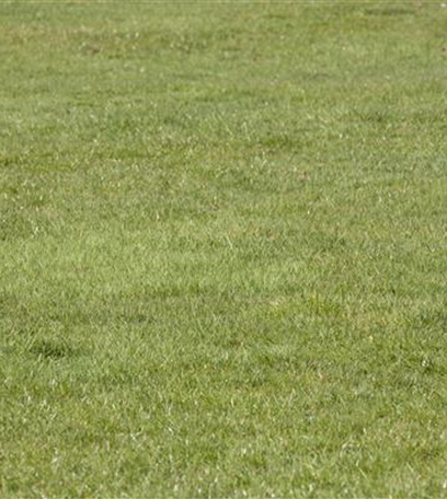 Gesund in den Frühling: Den Rasen im Herbst düngen